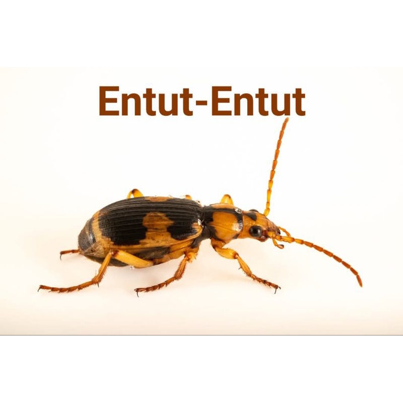 aksesoris main kumbang bombardir hidup