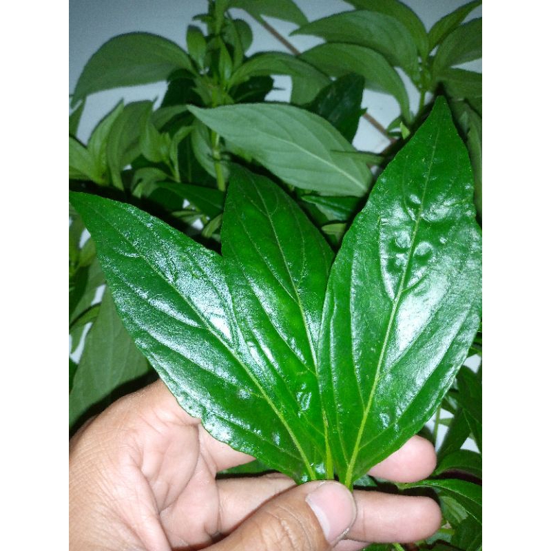 

TERMURAH Terkomplit Rempah Rimpang Daun Sambiloto Kelor Jarak Pagar Jawer Kotok Bidara, Cakar Ayam Ciplukan Kapsul Sambiloto Kelor Temulawak