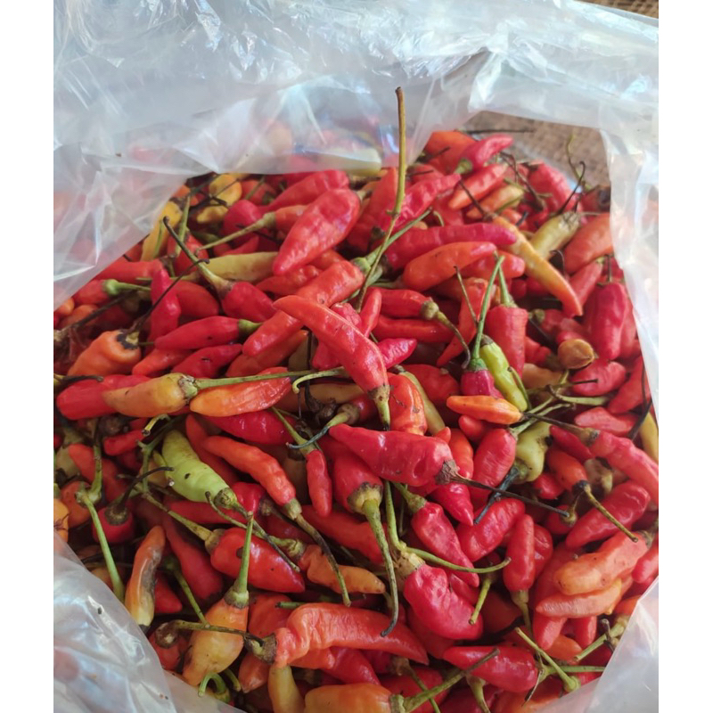 

Cabai Rawit Merah