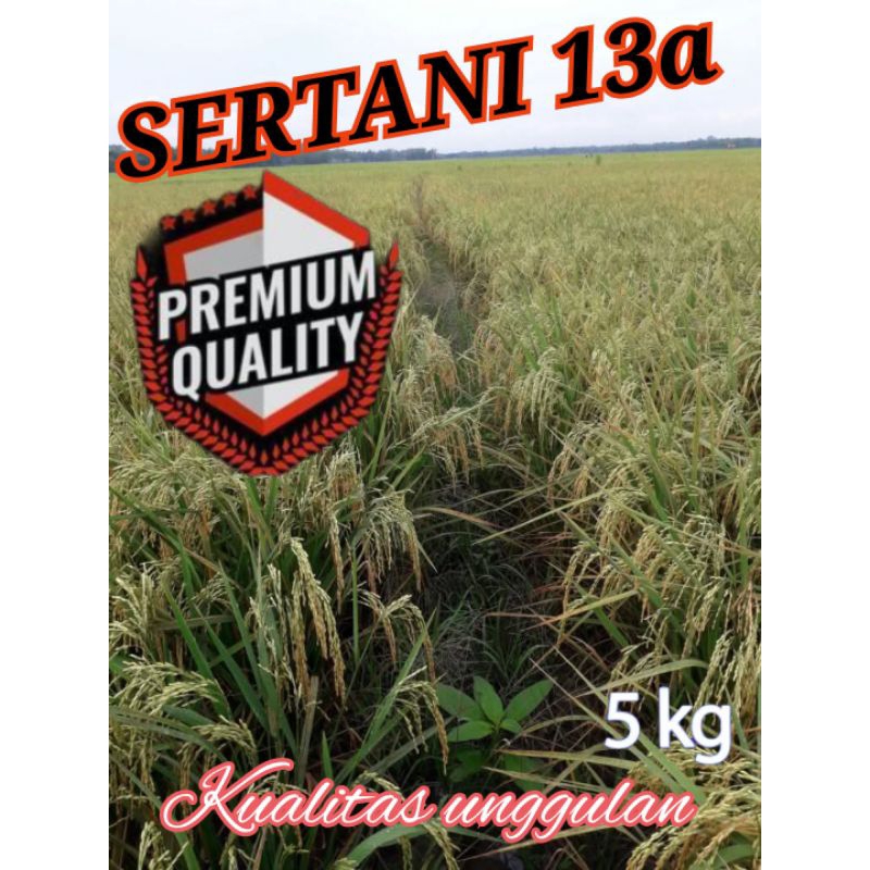 Benih unggul sertani 13a 5kg