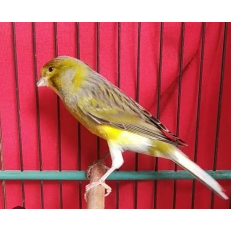 burung kenari af gacoran