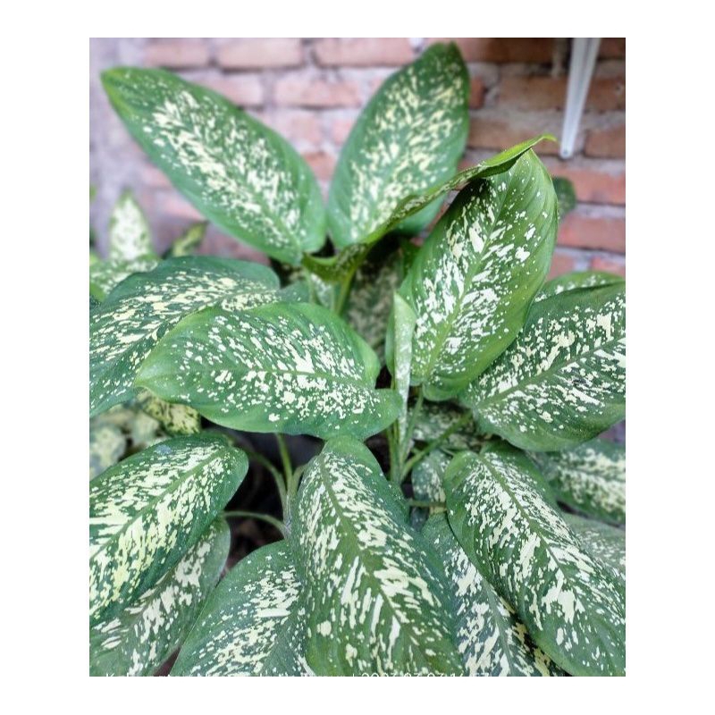 aglonema beras tumpah /sri rejeki