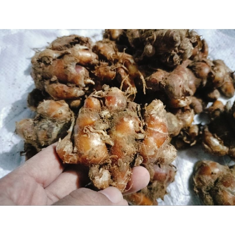 

Kencur / Kaempferia Galanga / Kencur Segar, kencur masak ,kencur jamu , beras kencur , sehat untuk tubuh