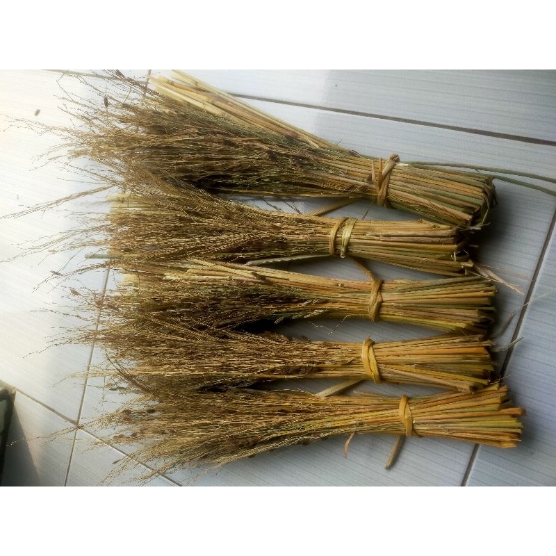 

Promo cuci gudang Merang jerami ketan hitam asli perikat