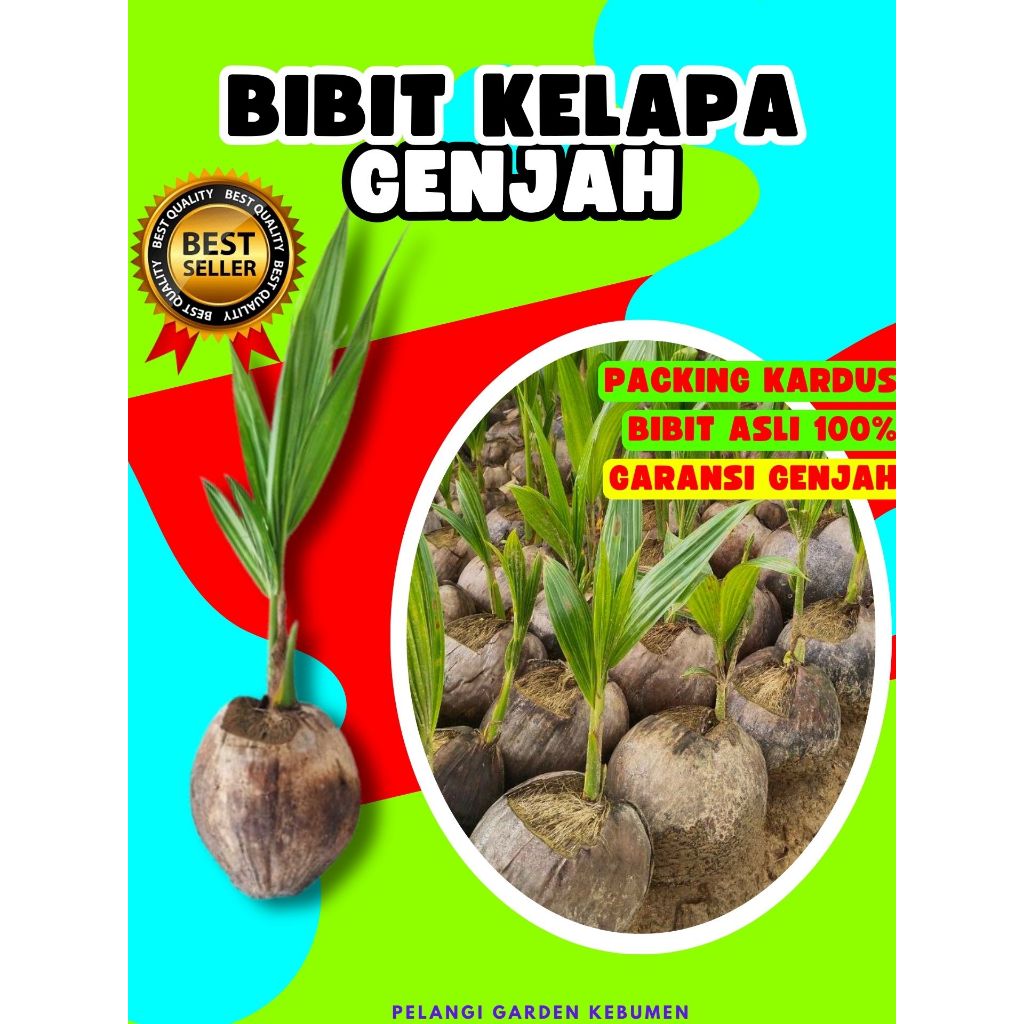CEPAT BUAH..  Benih Kelapa Hijau Hibrida Pendek, Benih Kelapa Hibrida Hijau Pendek, Benih Kelapa Hib