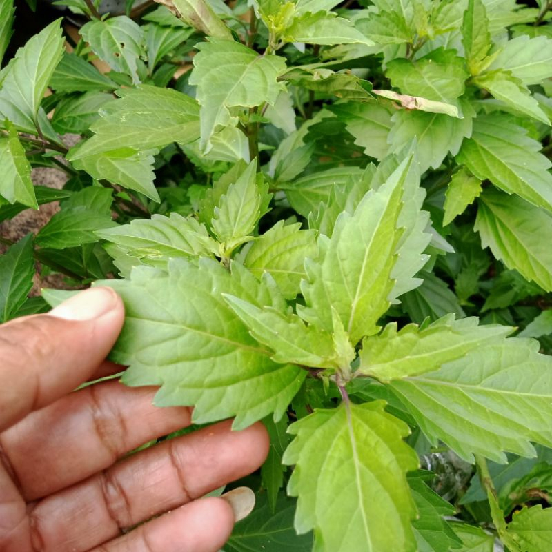 

Daun kumis kucing 100gr - obat herbal