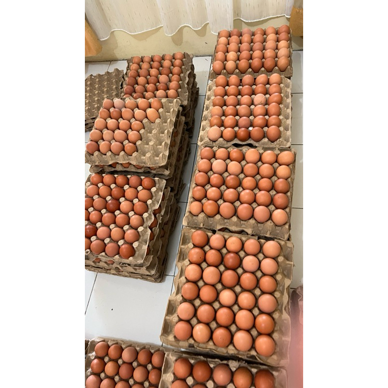 

telur ayam 30 butir ukuran sedang