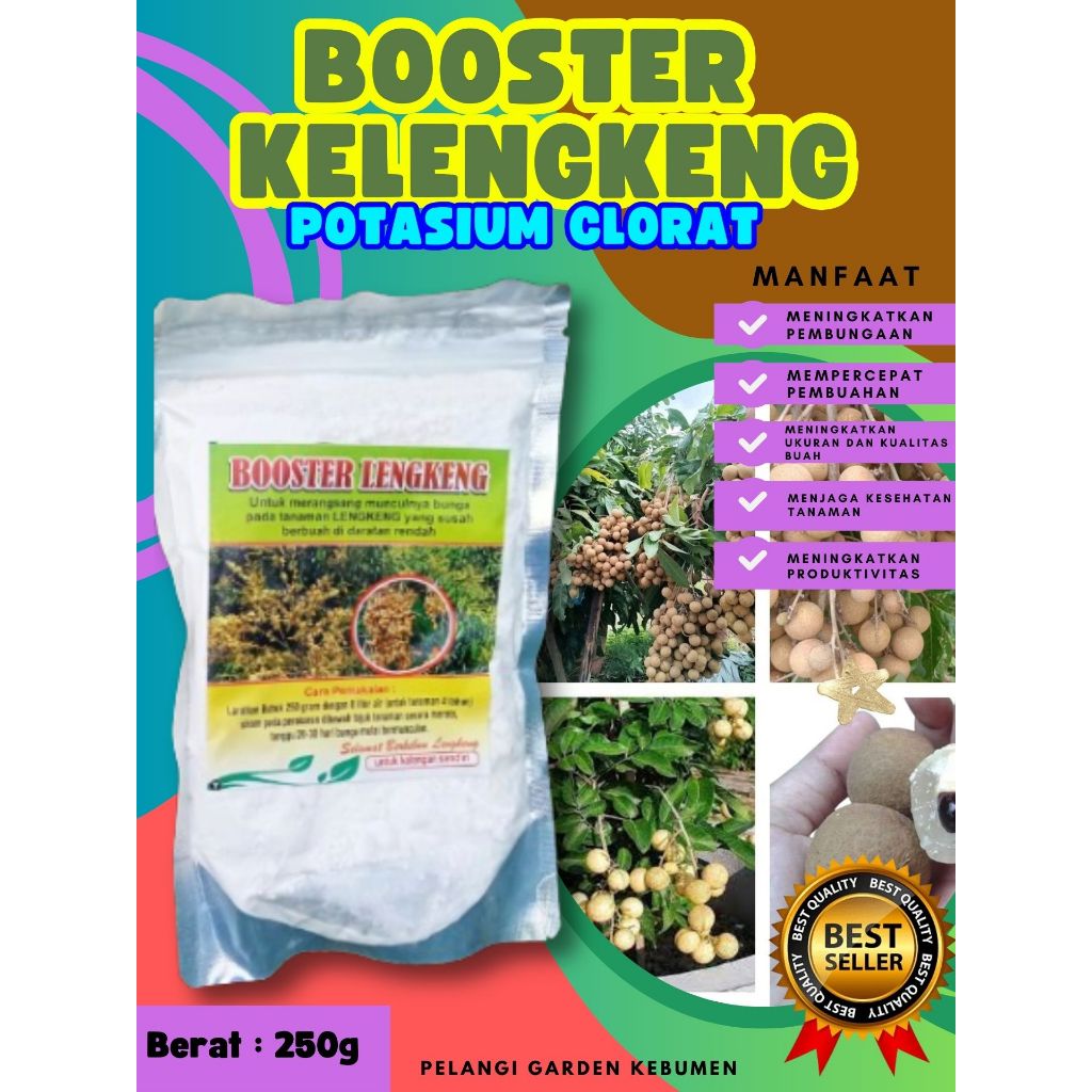 PROMO  Booster Kelengkeng Merah Cangkok Berbuah, Booster Kelengkeng Matalada