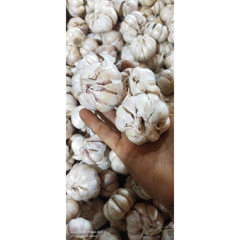 

Bawang putih banci/honan