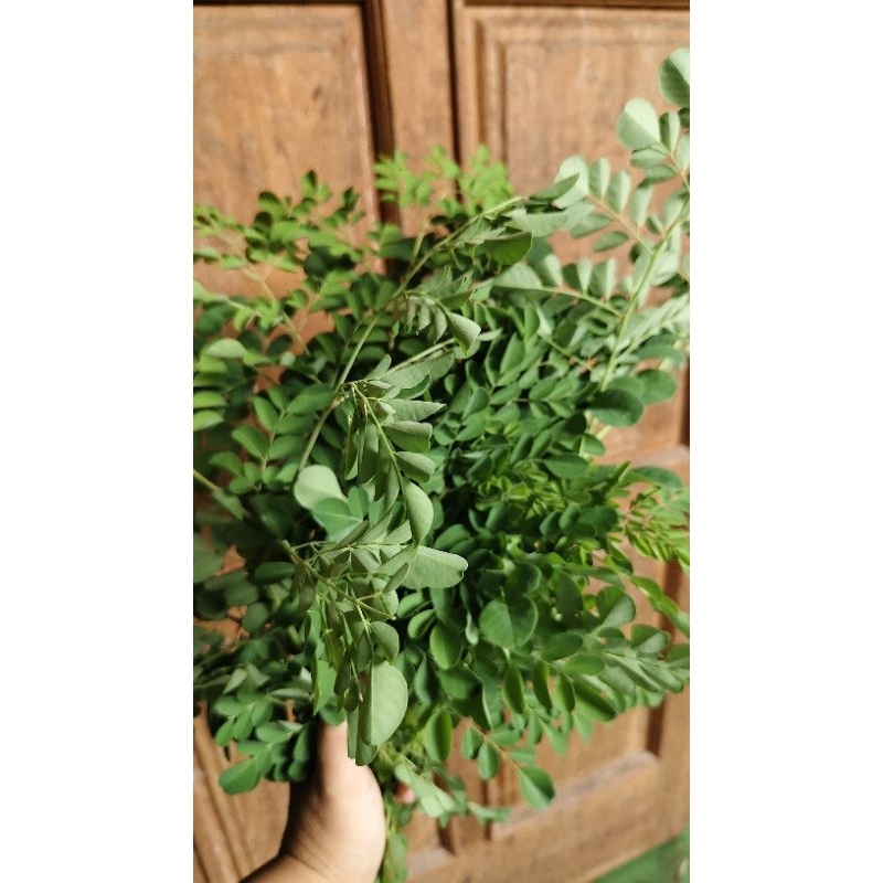 

Daun Kelor Fresh - kaya manfaat untuk kesehatan