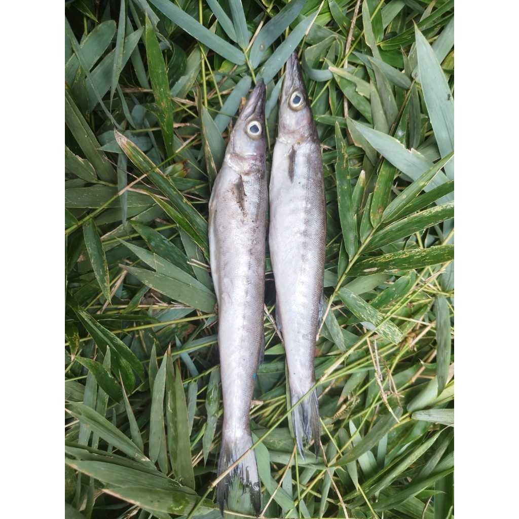 

Ikan Cucut Frozen 500 Gram – FREEZYGO Kediri