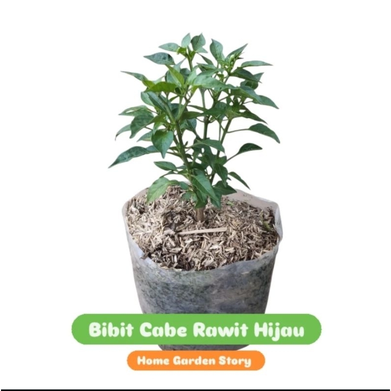 PROMO MURAH  BIBIT CABE RAWIT HIJAU  - TANAMAN HIDUP - BIBIT CABE RAWIT / CABE HIJAU