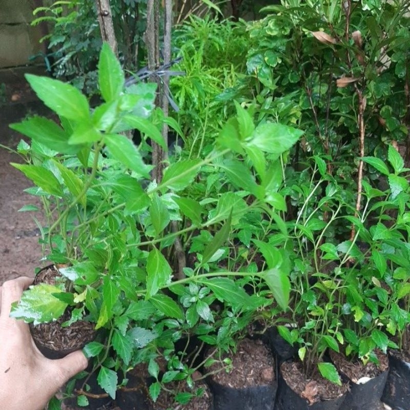 Tanaman kumis kucing tanaman obat kumis kucing