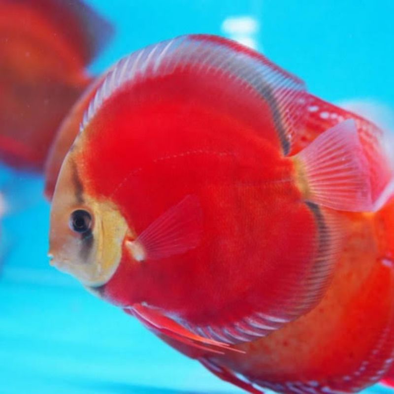 Discus sun merah blue rim 2 inch up