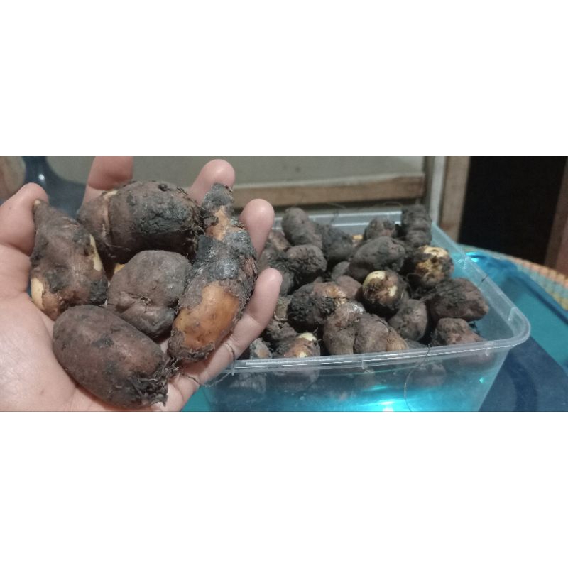 

kentang hitam jawa super 1kg