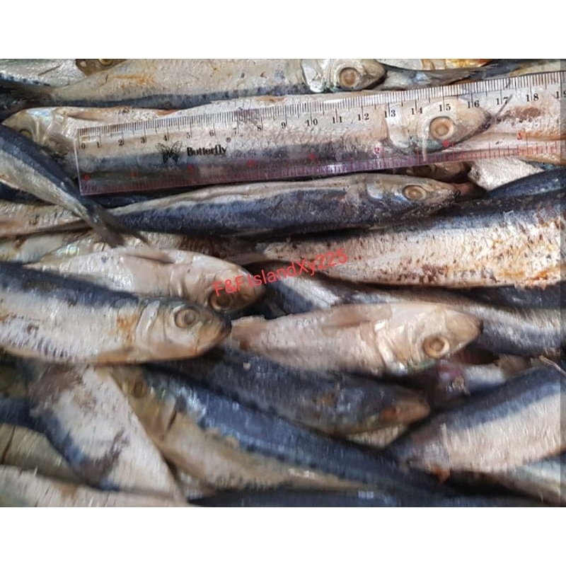 

Ikan Asin Tamban Bulat