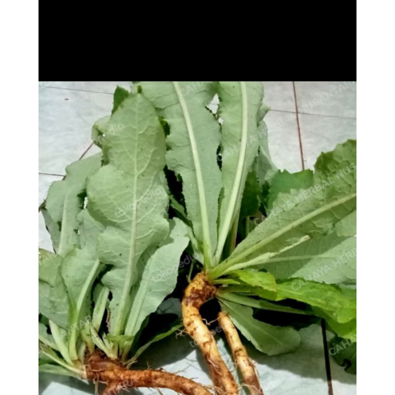 

daun tempuyung segar 100gram murah dadakan setiap order
