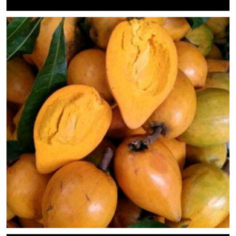 

buah alkesah /sawo mentega asli baru petik setiap orde