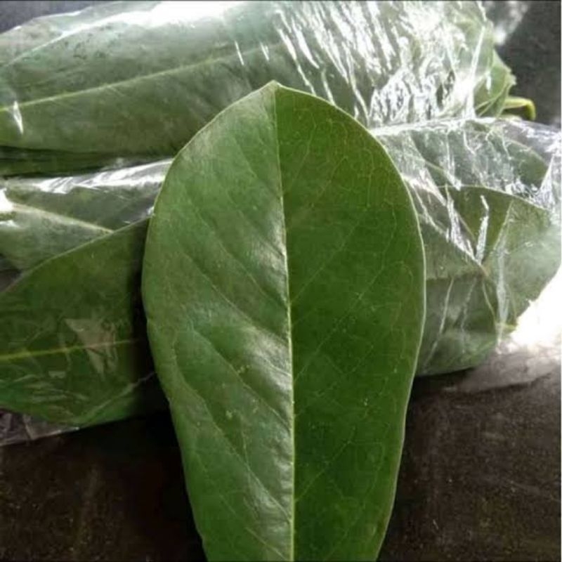 

Daun Sirsak Segar Organik 100 Lembar