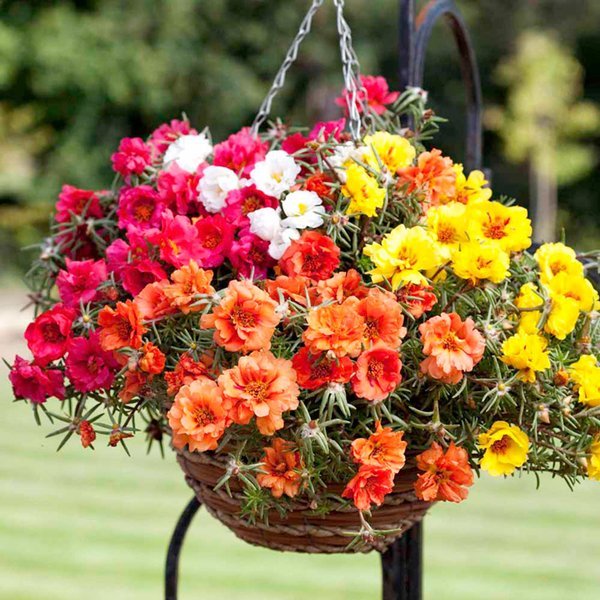 Green Earth - Bibit Benih Biji Moss Rose Mix Portulaca Mix - Biji Tanaman Bunga Moss Rose Mix -Bibit
