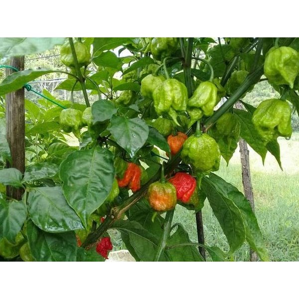 Green Earth - Bibit Benih Biji Cabe Carolina Reaper Hot Pepper - Biji Tanaman Pohon Cabe Carolina Re