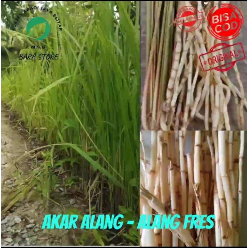 

akar alang-alang fres 1kg