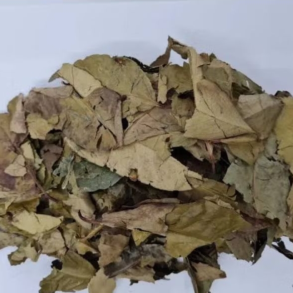 

Daun Salam Kering 50 Gram