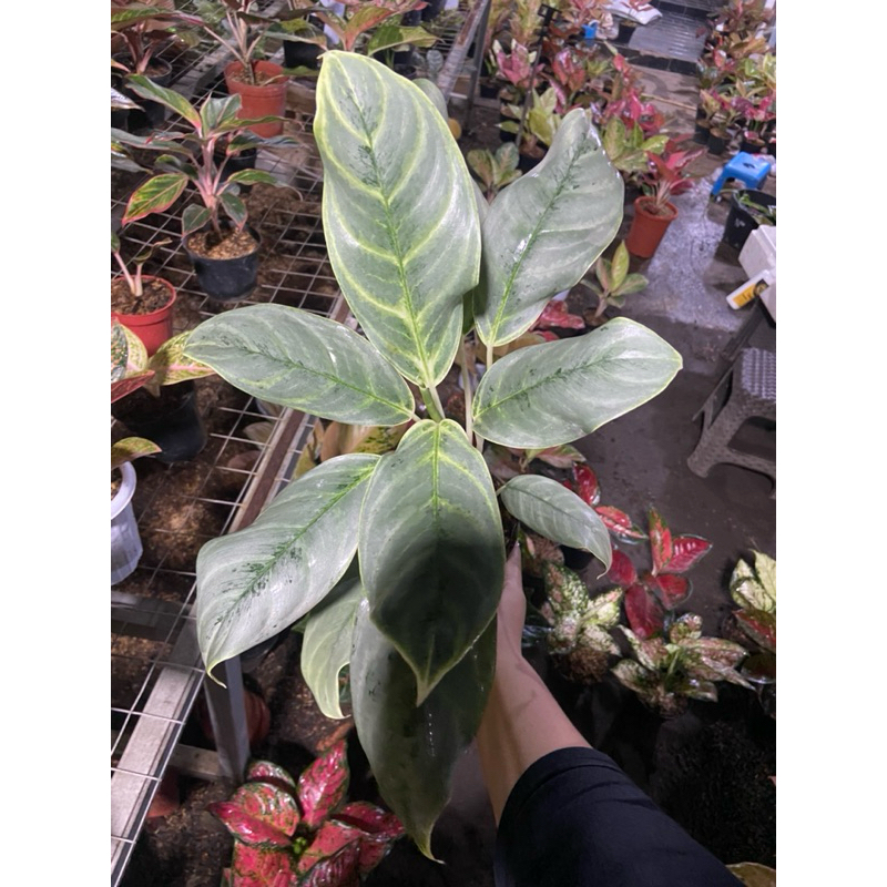 Aglaonema Silver Curly