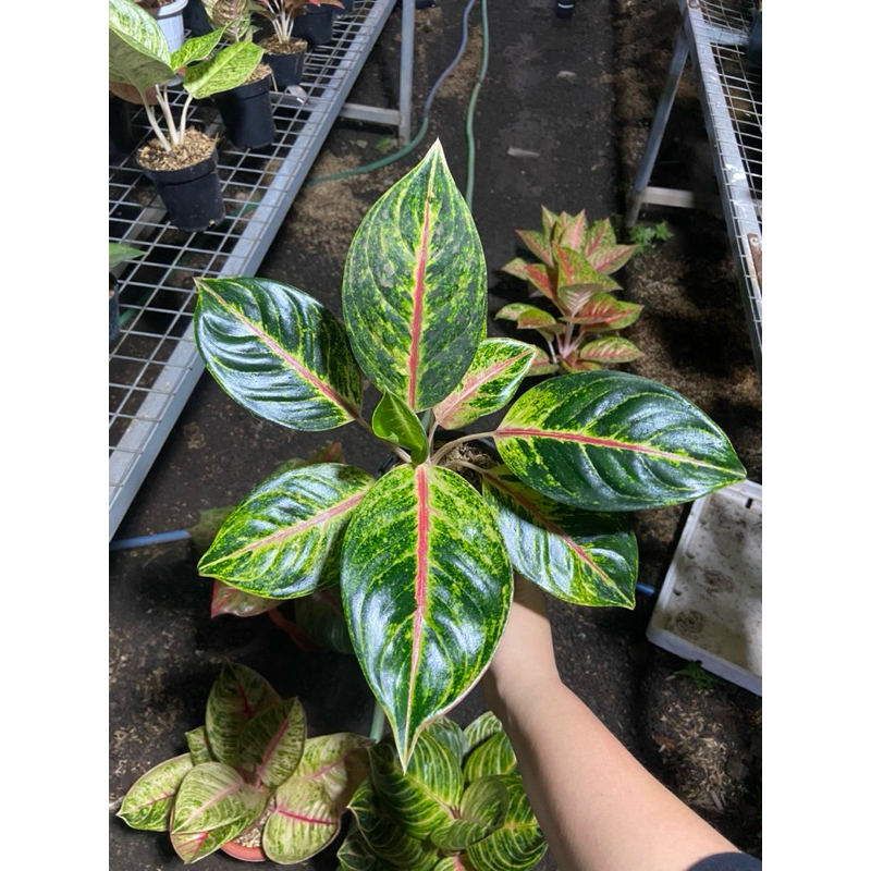 Aglaonema betty Bob