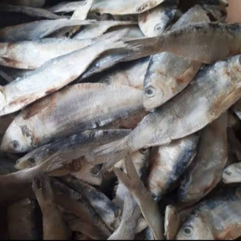 

ikan asin tanjan tembang sedang fresh