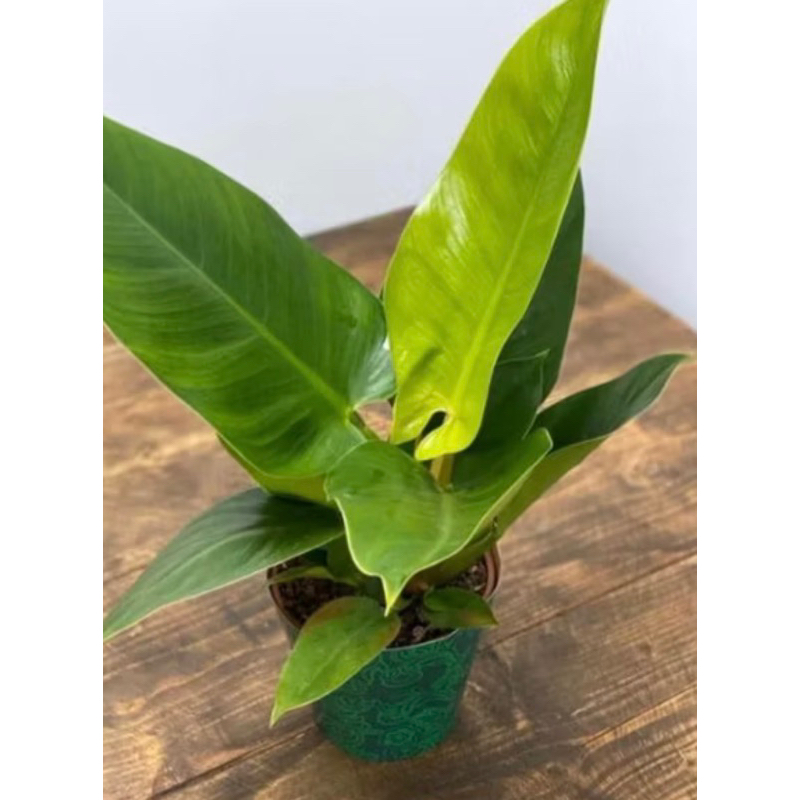 tanaman hias philo imperial green - philodendron