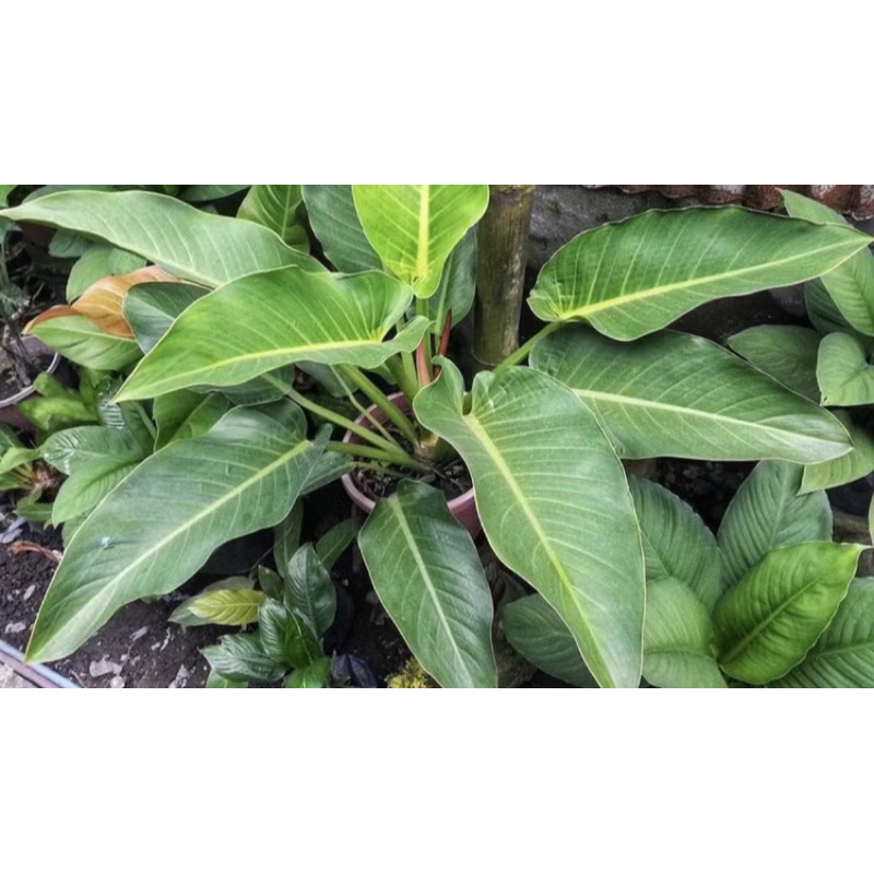 tanaman hias philodendron green congo - philo congo hijau