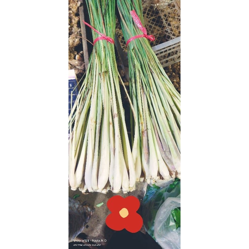 

Sereh sayur wangi