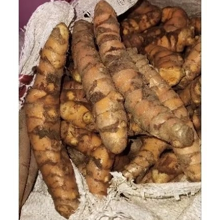 

KUNYIT/KONENG/KUNING SUPER JUMBO BESAR FRESH 1kG
