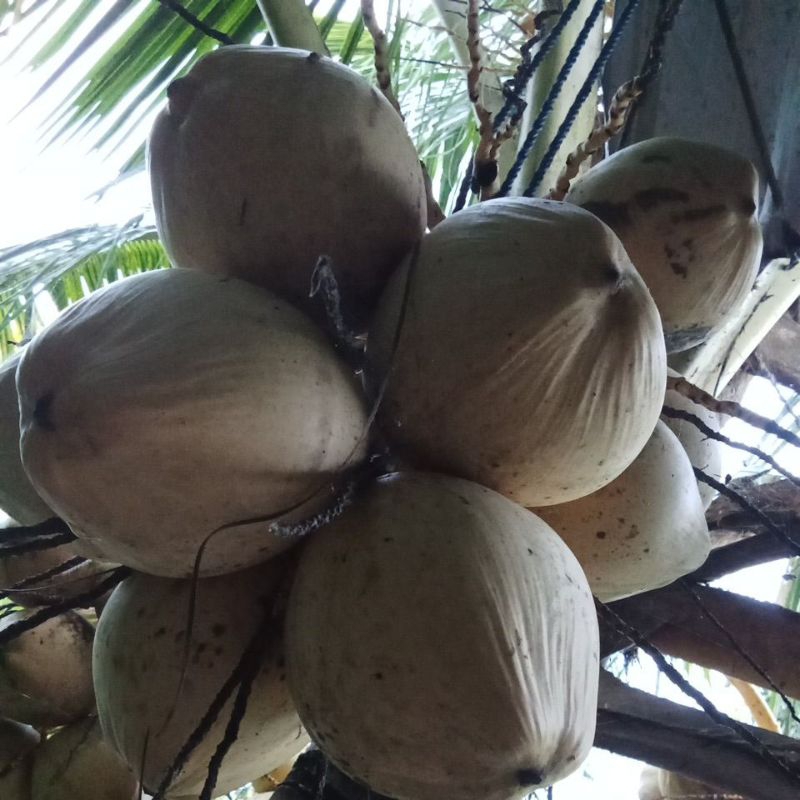 

Kelapa Gading Muda Segar
