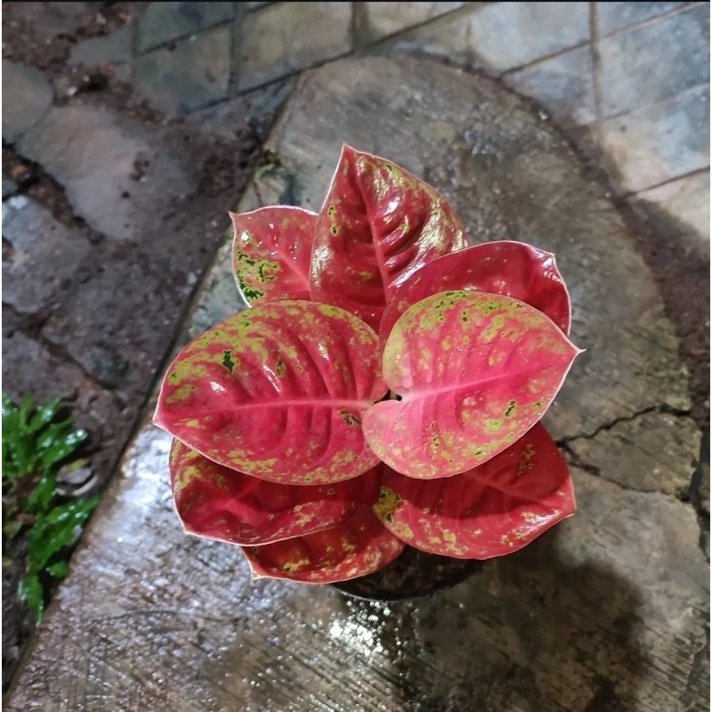 Aglonema Mahaseti - tanaman hias hidup aglonema  mahaseti cantik murah
