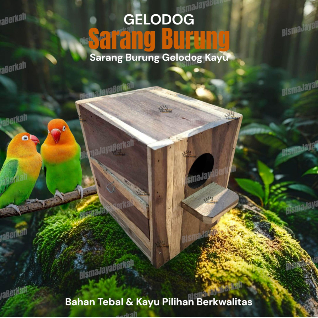 GELODOK LOVEBIRD SARANG BURUNG BERTELUR BURUNG LOVEBIRD DLL