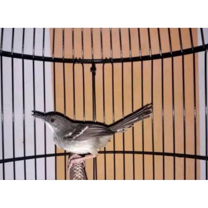 BURUNG CIBLEK SEMI  BETINA BUAT CAS/TERNAK