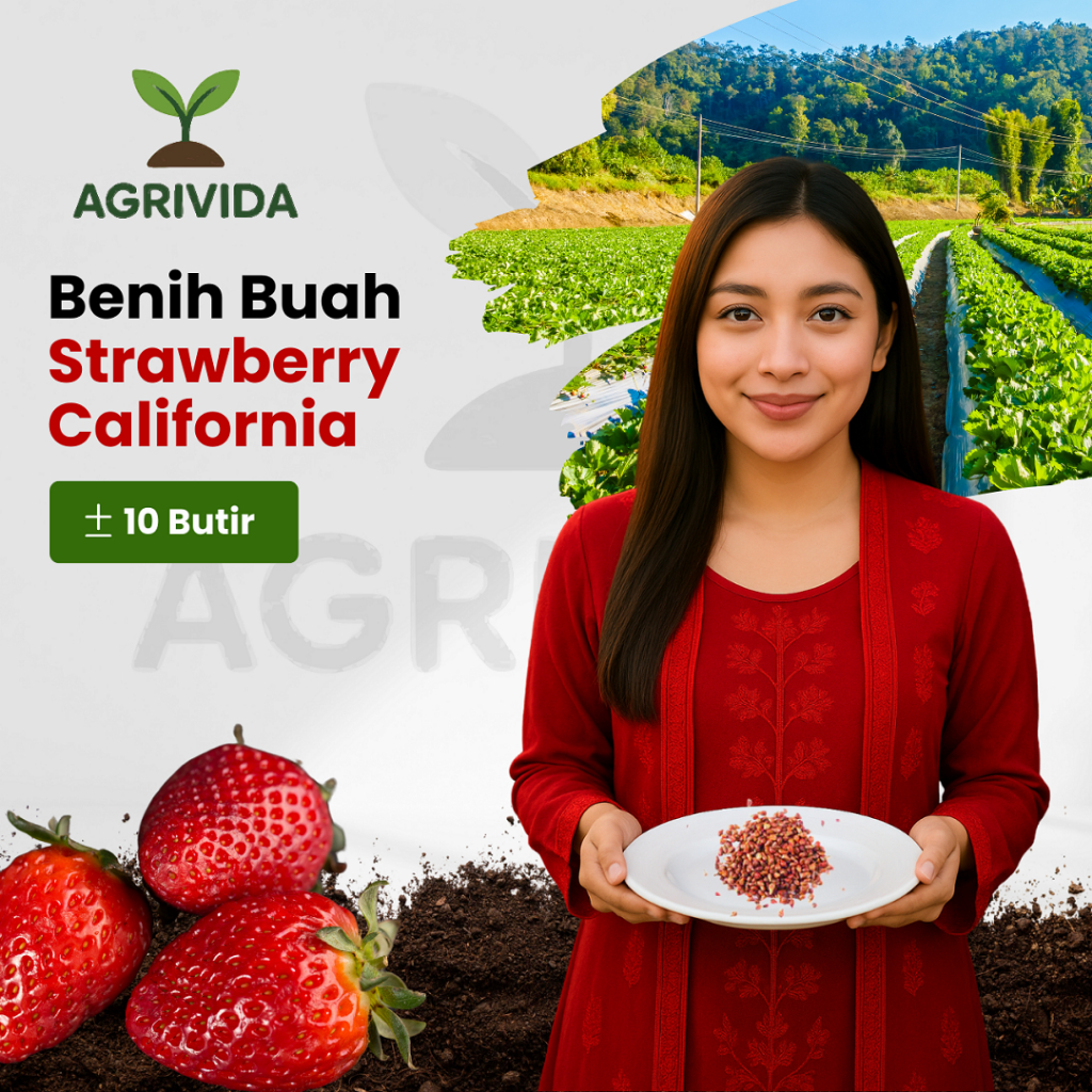 Benih Buah Strawberry California 10 Butir Manis. Benih buah buahan