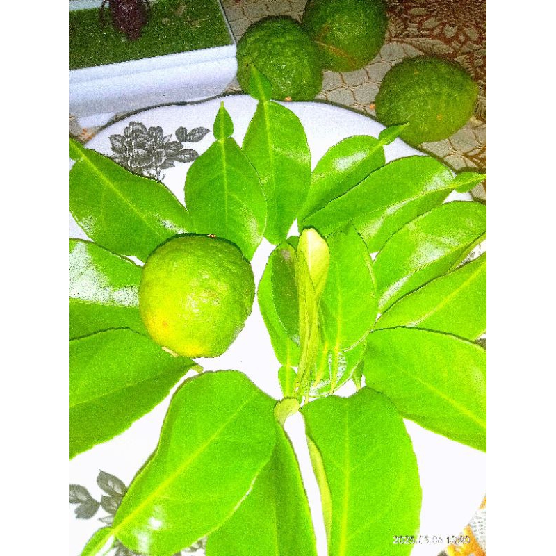 

daun jeruk purut kering bubuk