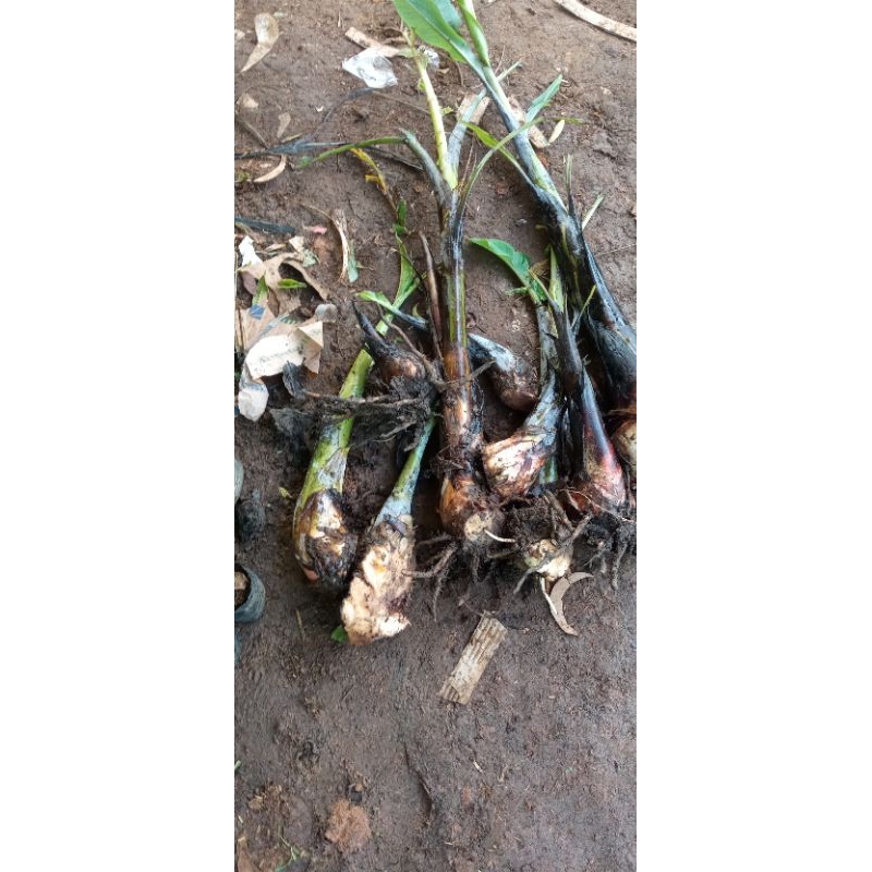 bibit pisang klutuk wulung