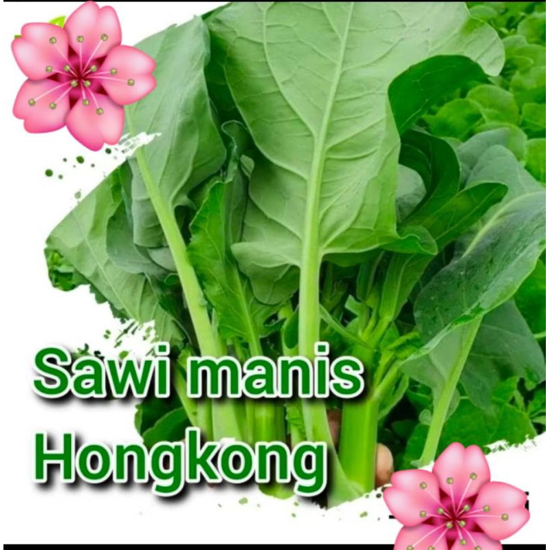 

Jual Bibit Sawi Manis Hongkong Jual Isi Dalam