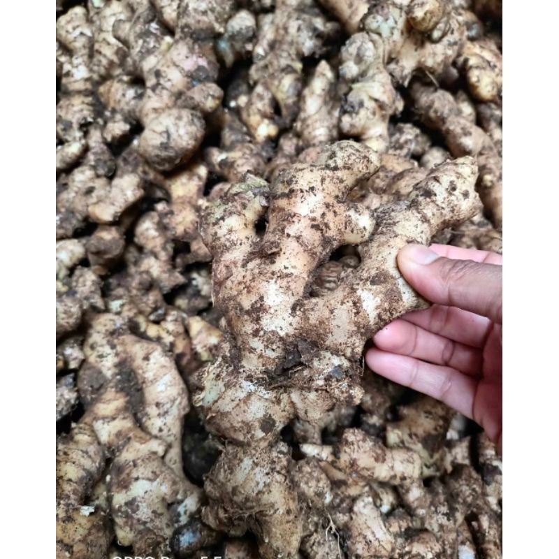 

promo jahe gundol 1kg