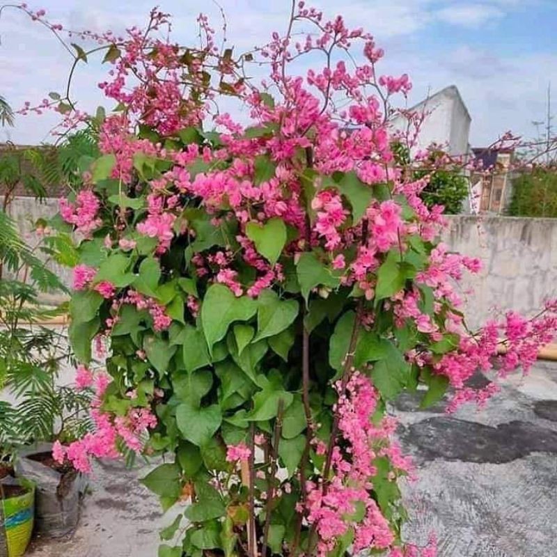 Bibit Tanaman Bunga Air Mata Pengantin / Bibit Bunga Air Mata Pengantin pink