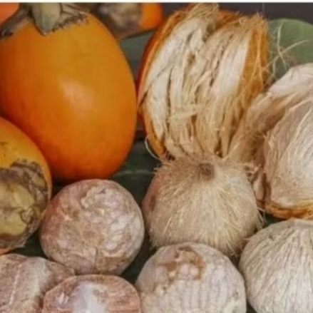 

[ANS] Buah Biji Pinang Kupas Kering