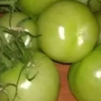 

Tomat Hijau Fresh bandung