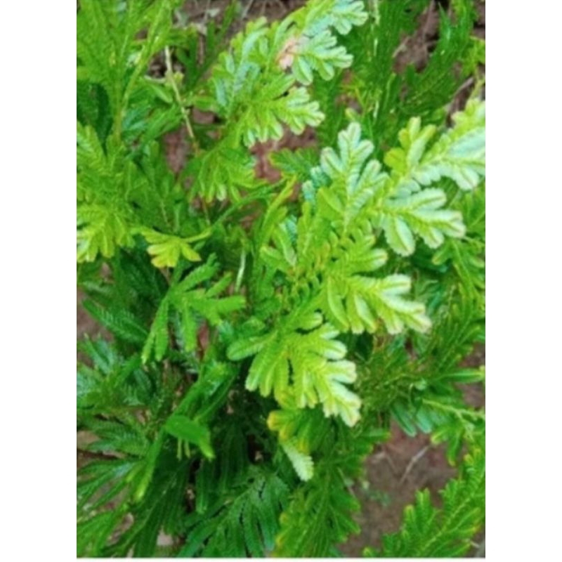 

daun ceker ayam herbal paket 1 kg fresh