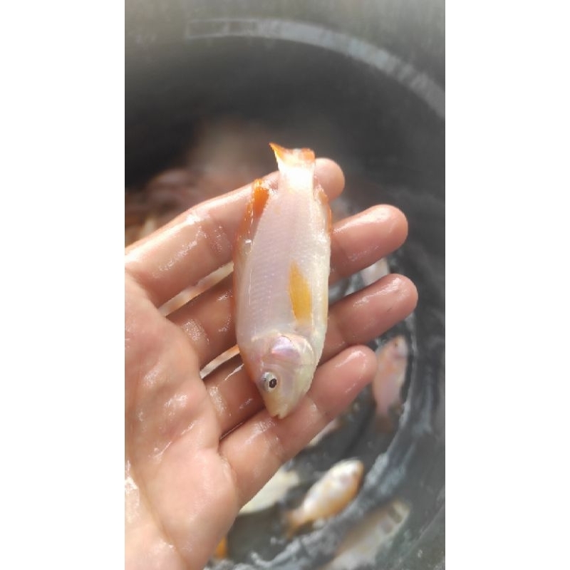 paket 100 ekor bibit ikan nila merah bangkok