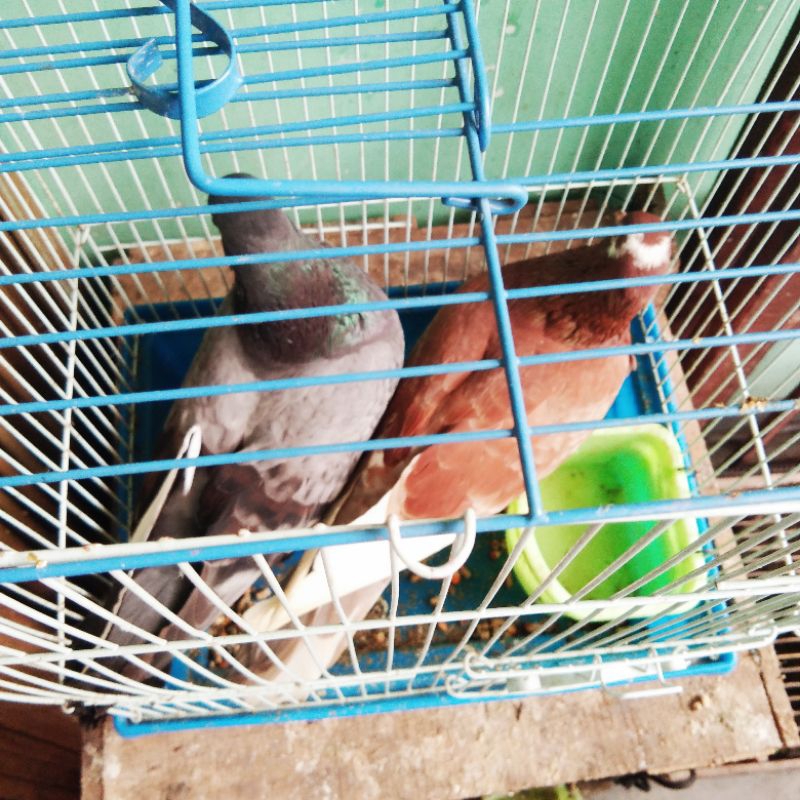 Burung Dara Sepasang giring