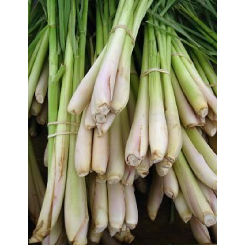 

serai/sereh segar rempah bumbu masak per 1 kg